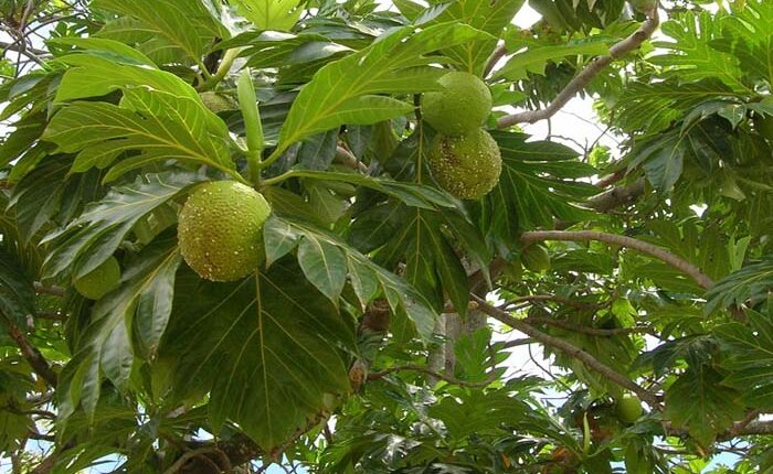 Daun Sukun Kering Membantu Merawat Pelbagai Jenis Penyakit 