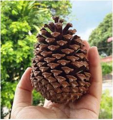 10 Khasiat dan Kebaikan Nenas Batu 1 nenas batu