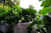 20 Homestay Menarik Di Kundasang 49