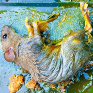 leptospirosis
