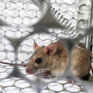 leptospirosis 