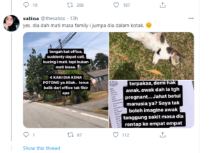 kucing bunting
