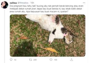 kucing bunting