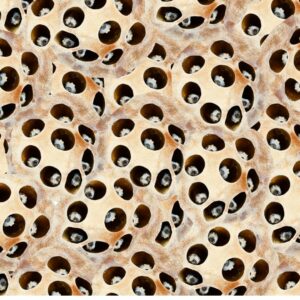 trypofobia