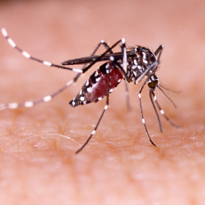 Zika - Gejala, Punca dan Rawatan 1 zika