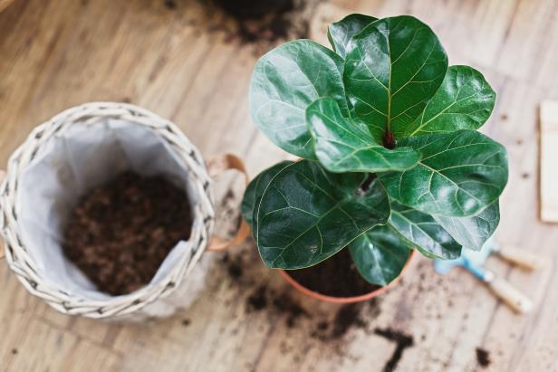 6 Cara Penjagaan dan Biakkan Pokok Fiddle Leaf Fig 8 6 Cara Penjagaan dan Biakkan Pokok Fiddle Leaf Fig 7