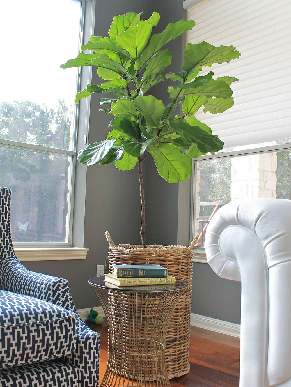 6 Cara Penjagaan dan Biakkan Pokok Fiddle Leaf Fig 2 6 Cara Penjagaan dan Biakkan Pokok Fiddle Leaf Fig 1