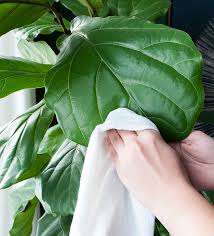 6 Cara Penjagaan dan Biakkan Pokok Fiddle Leaf Fig 7 6 Cara Penjagaan dan Biakkan Pokok Fiddle Leaf Fig 6