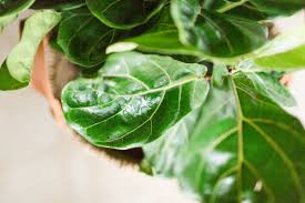 6 Cara Penjagaan dan Biakkan Pokok Fiddle Leaf Fig 6 6 Cara Penjagaan dan Biakkan Pokok Fiddle Leaf Fig 5