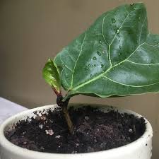 6 Cara Penjagaan dan Biakkan Pokok Fiddle Leaf Fig 10 6 Cara Penjagaan dan Biakkan Pokok Fiddle Leaf Fig 9
