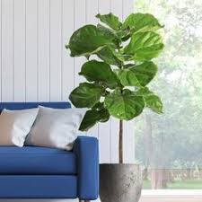 6 Cara Penjagaan dan Biakkan Pokok Fiddle Leaf Fig 3 6 Cara Penjagaan dan Biakkan Pokok Fiddle Leaf Fig 2