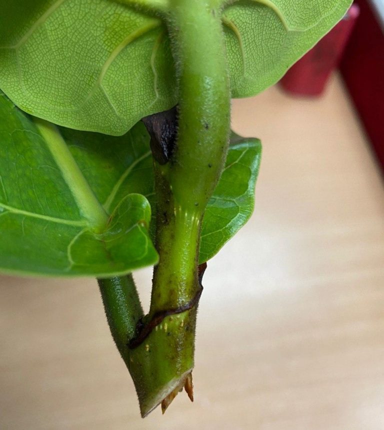 6 Cara Penjagaan dan Biakkan Pokok Fiddle Leaf Fig 9 6 Cara Penjagaan dan Biakkan Pokok Fiddle Leaf Fig 8