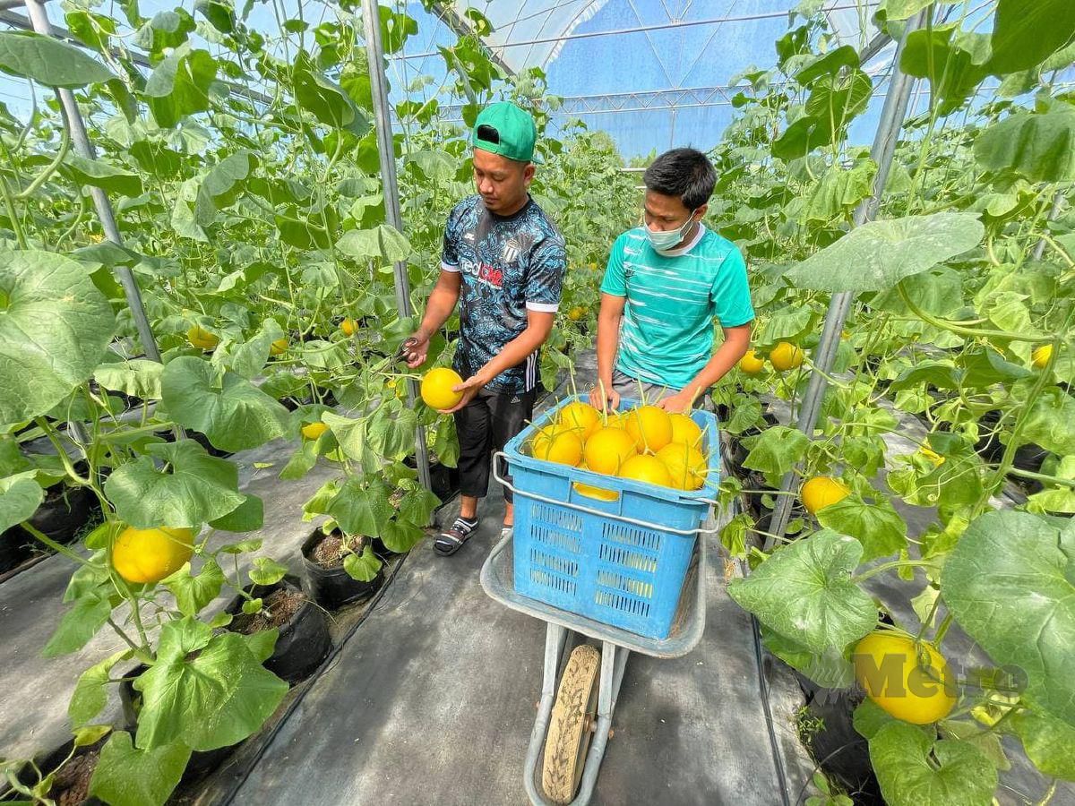 Tolak GAJI BESAR demi minat tanam Melon Manis Terengganu 1 tanam