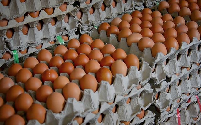 telur ayam