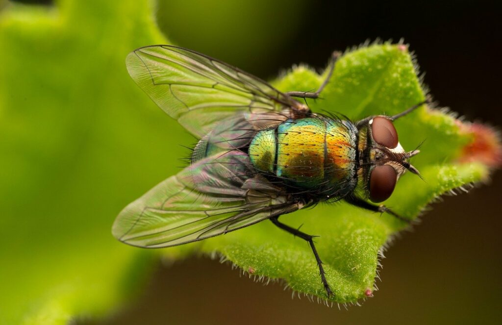 Lalat Menyerang? 5 Langkah Mudah Bebaskan Rumah Anda dari Lalat Secara Practical 1
