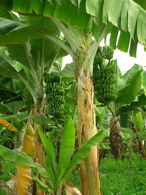 AWESOME! TANAMAN 'OVERSIZE', BAJA ASLI DARI 1 BATANG PISANG 1 Batang Pisang