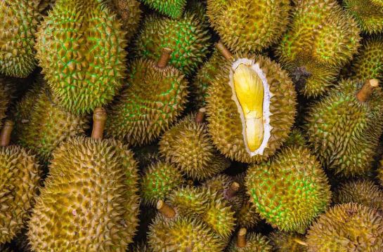 Durian: Ciri Utama, Khasiat, 13 Varieti Yang Popular Di Malaysia 1 Durian: Ciri Utama, Khasiat, 13 Varieti Yang Popular Di Malaysia 1